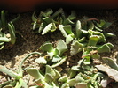 Aloinopsis malherbei