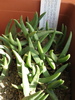 Bergeranthus multiceps