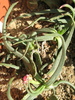 Marlothistella stenophylla