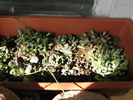 Titanopsis calcarea stinkwater fma. palida; Titanopsis aff calcarea Upington