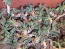 Nananthus willmanniae caudex