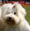 caini_coton_de_tulear_860