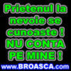 pisica01