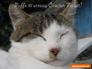 puffs-iti-ureaza-craciun-fericit