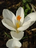 Crocus "Jeanne D'Arc"