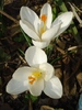 Crocus alb