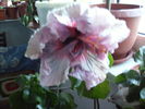 Hhibiscus 2