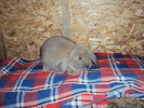 femela 2 luni.