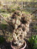 cereus monstruousus