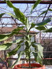 dracaena deremensis