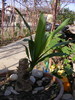 Yucca