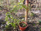 passiflora