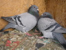 SANY0389