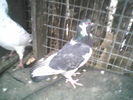 P17-03-11_06.59