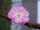 Prunus triloba (2011, March 13)