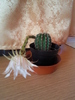 cactus inflorit martie 2011