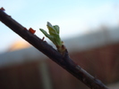 Flowering Almond Tree (2011, March 14)