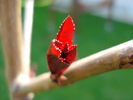 Ornamental Peach Tree (2010, April 16)