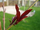 Ornamental Peach Tree (2010, April 23)