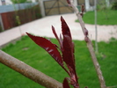 Ornamental Peach Tree (2010, April 23)