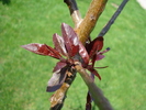 Ornamental Peach Tree (2010, April 26)