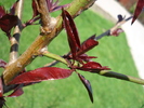 Ornamental Peach Tree (2010, April 26)