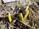 2011, March 11