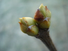 Lilac Buds_Syringa (2011, March 13)
