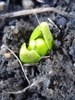Hyacinthus_Zambila (2011, March 13)