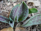 Tulips_Lalele (2011, March 17)