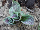 Tulips_Lalele (2011, March 17)