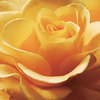 4020~Yellow-Rose-Posters