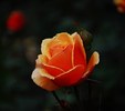 Orange_Rose2