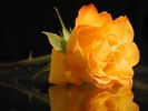 yellowrose_liedown_reflection_sm