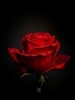 tumblr_lcippvvPSE1qad8alo1_400