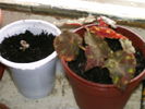 begonia plantata in pamant