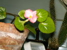 begonia