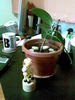 ficus lesinat la birou