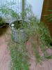 asparagus la birou