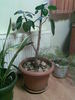ficus la birou