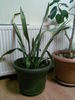 sansevieria la birou