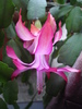Pink Schlumbergera (2011, Mar.18)