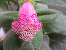 Kohleria Yf\'s Tova 4