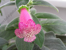 Kohleria Yf\'s Tova 6