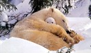 polar-bear-naughty-tot