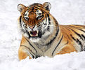 tigru siberian