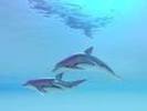 delfini