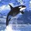 balena orca