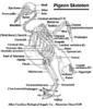 pigeon skeleton