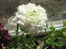 ranunculus alb